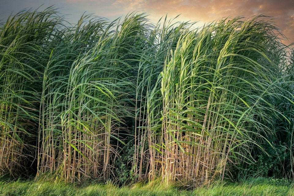 The Green Choice: Why Sugarcane is the Heart of Our Eco-Friendly Products